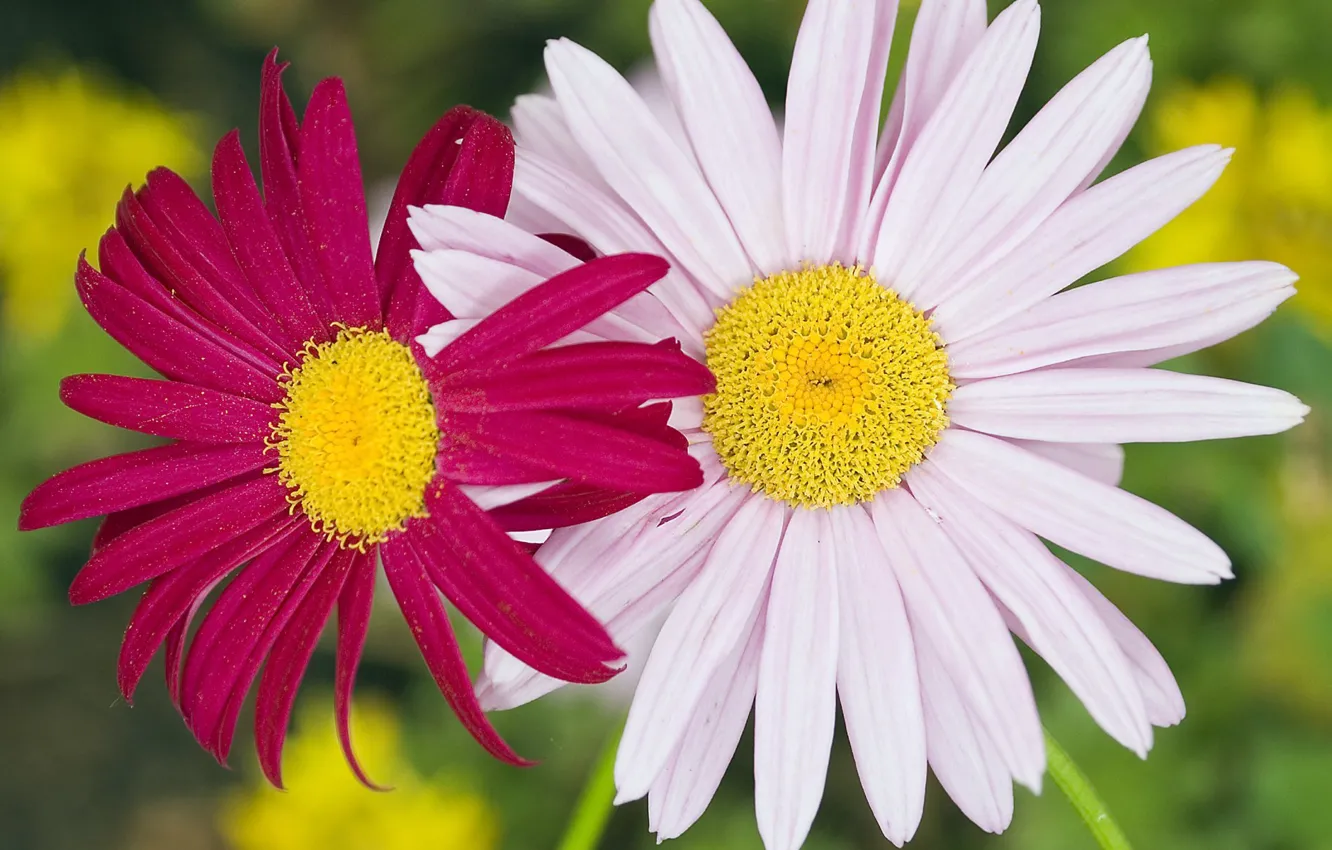 Фото обои макро, цветы, пыльца, розовая, ромашки, пара, белая