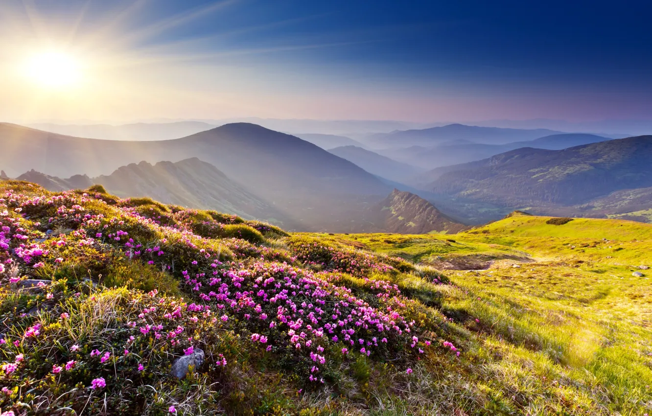 Фото обои трава, солнце, лучи, цветы, горы, природа, камни, холмы