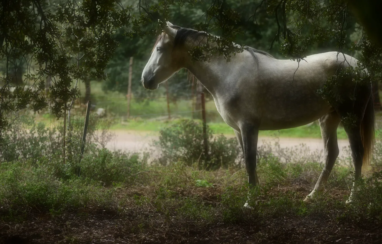 Фото обои дорога, белый, трава, свет, ветки, природа, туман, конь