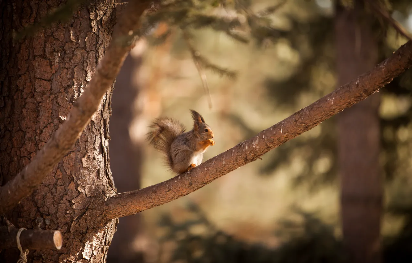 Фото обои природа, дерево, животное, белка, nature, tree, animal, squirrel