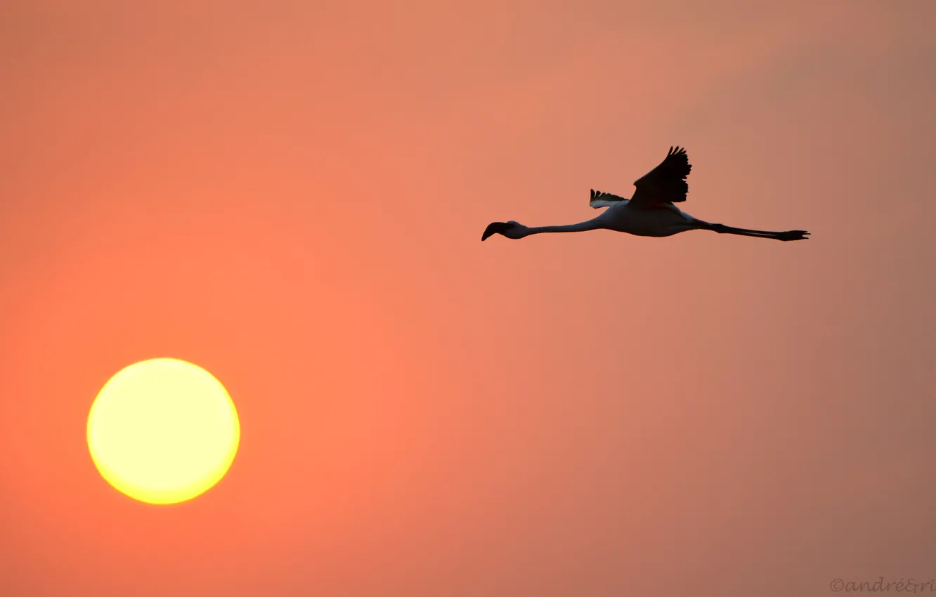 Фото обои небо, солнце, закат, птица, фламинго