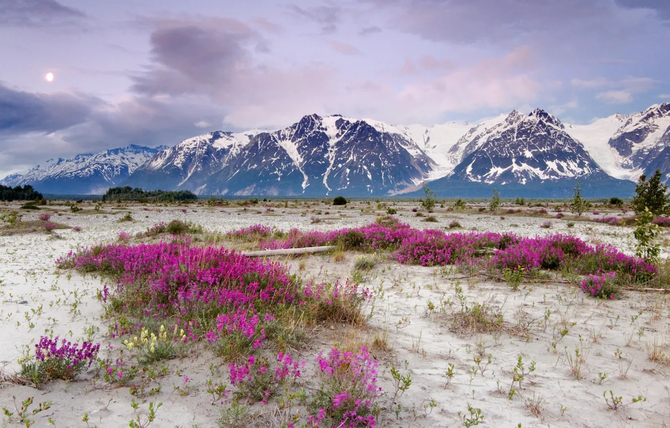 Фото обои ocean, flowers, mountains