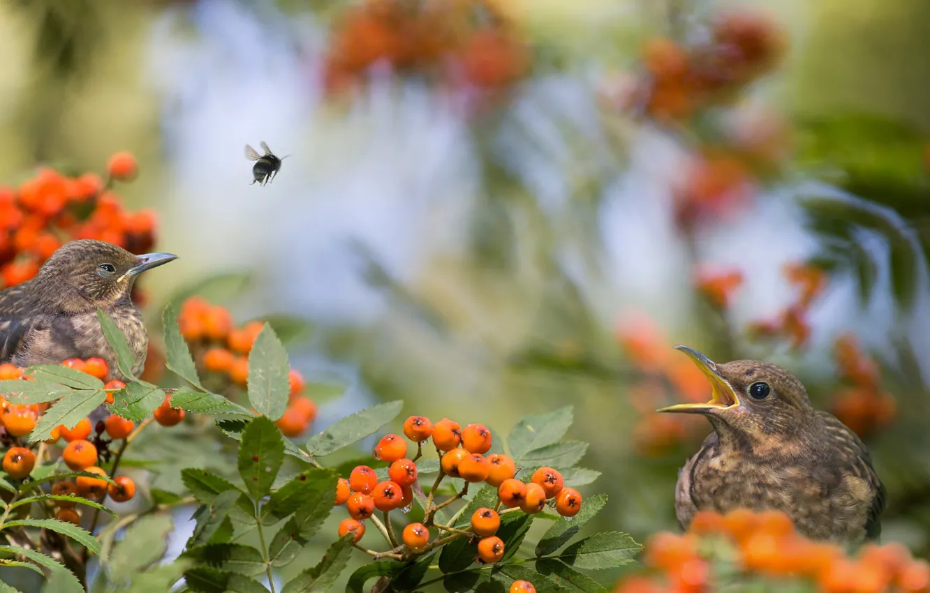 Фото обои птицы, ветки, природа, ягоды, пчела, рябина