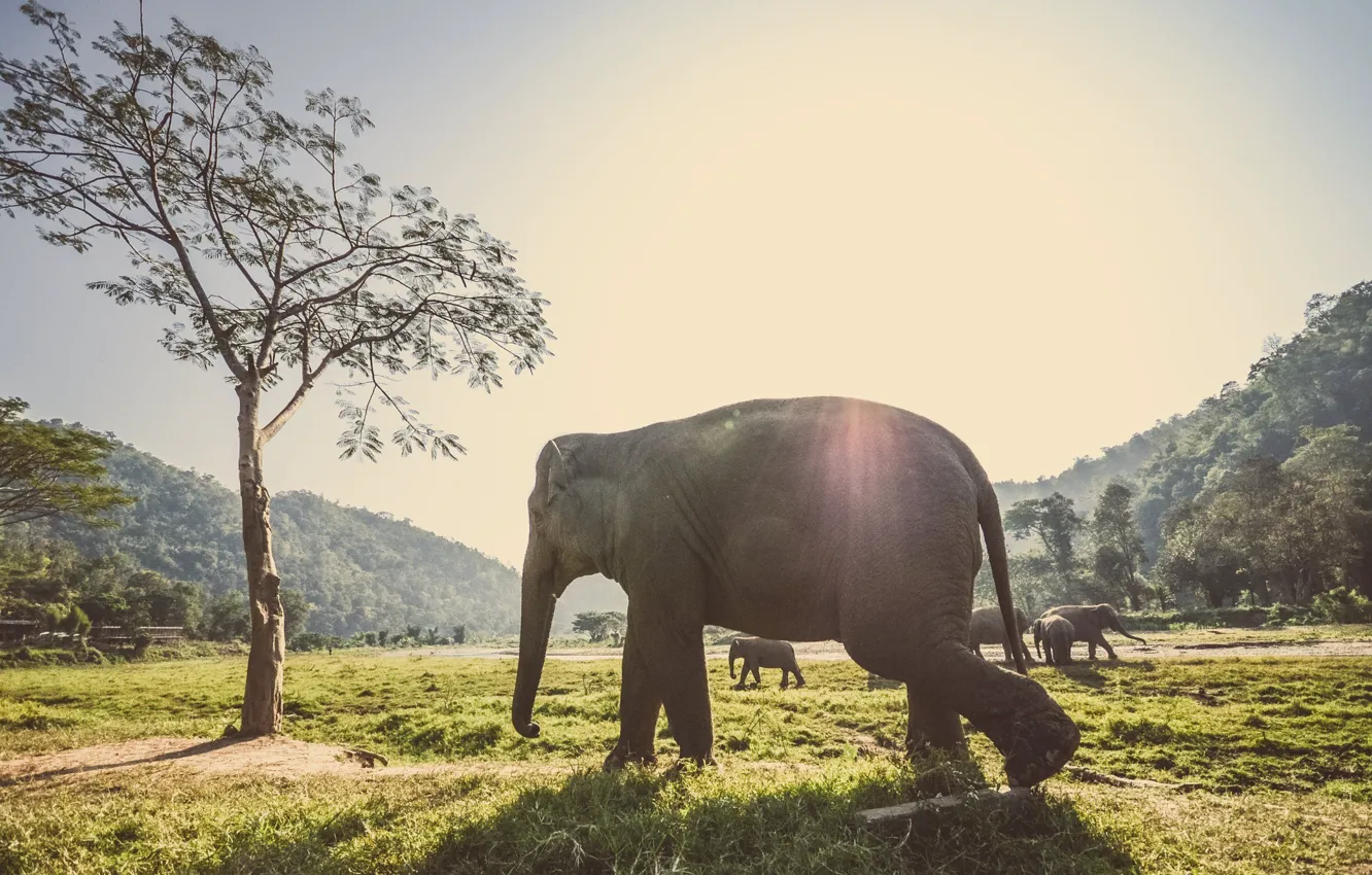 Фото обои elephants, africa, elephant, herd, elephant walk