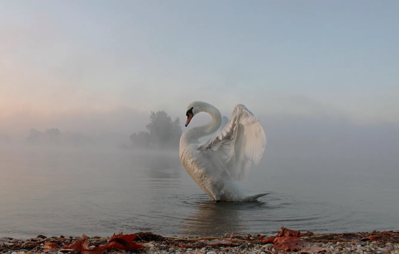 Фото обои туман, утро, лебедь