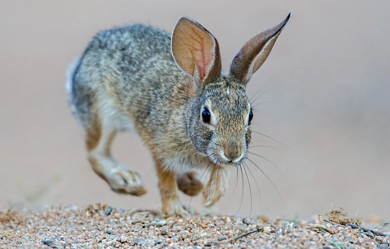 Фото обои уши, млекопитающее, степной кролик