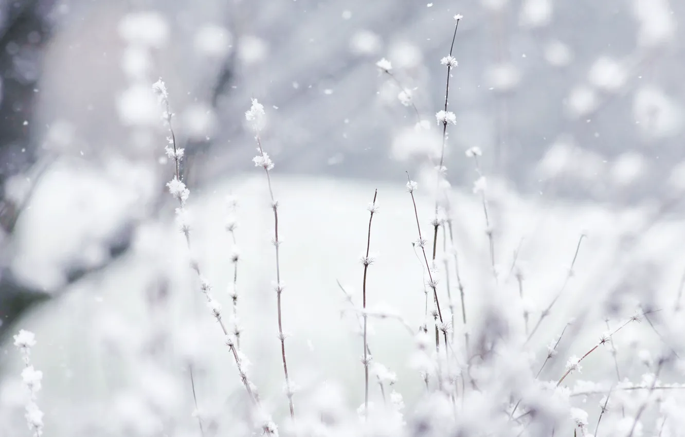 Фото обои nature, winter, snow