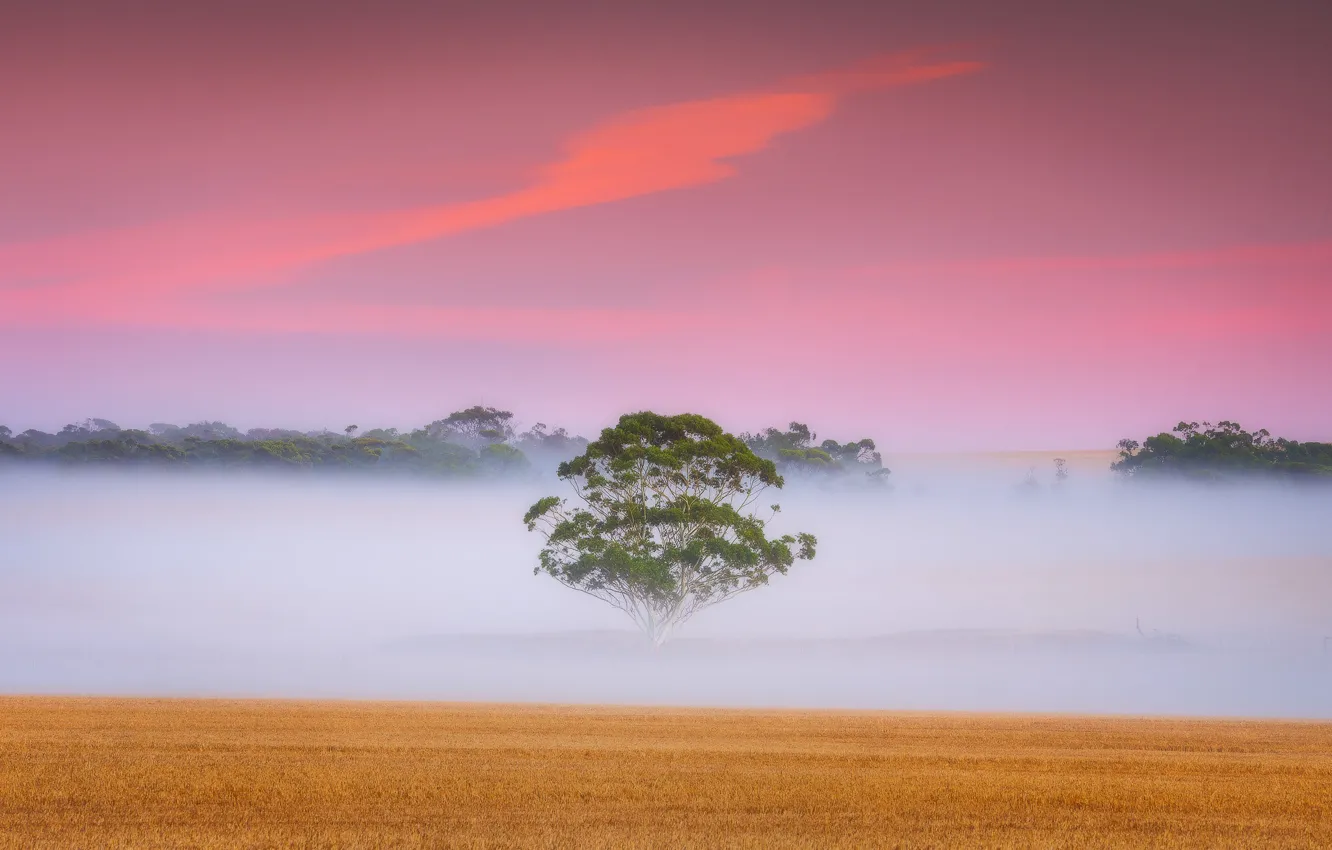 Фото обои поле, туман, дерево, рассвет, утро, Австралия