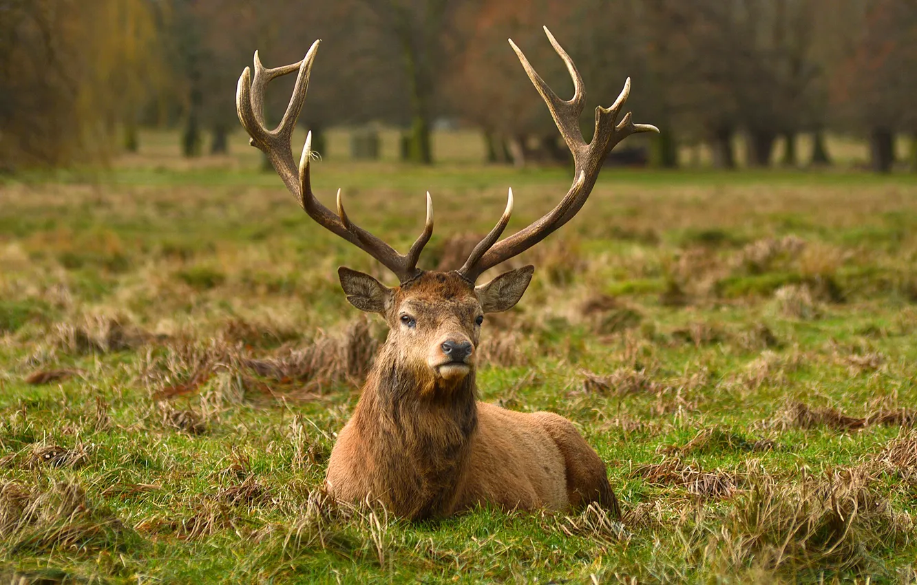 Фото обои млекопитающее, Благоро́дный олень, Cervus elaphus, парнокопытное