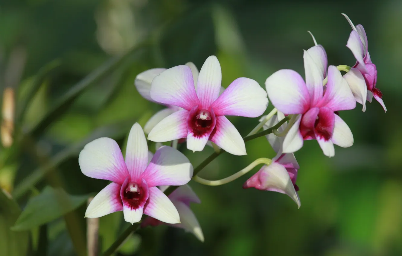 Фото обои природа, лепестки, стебель, орхидея