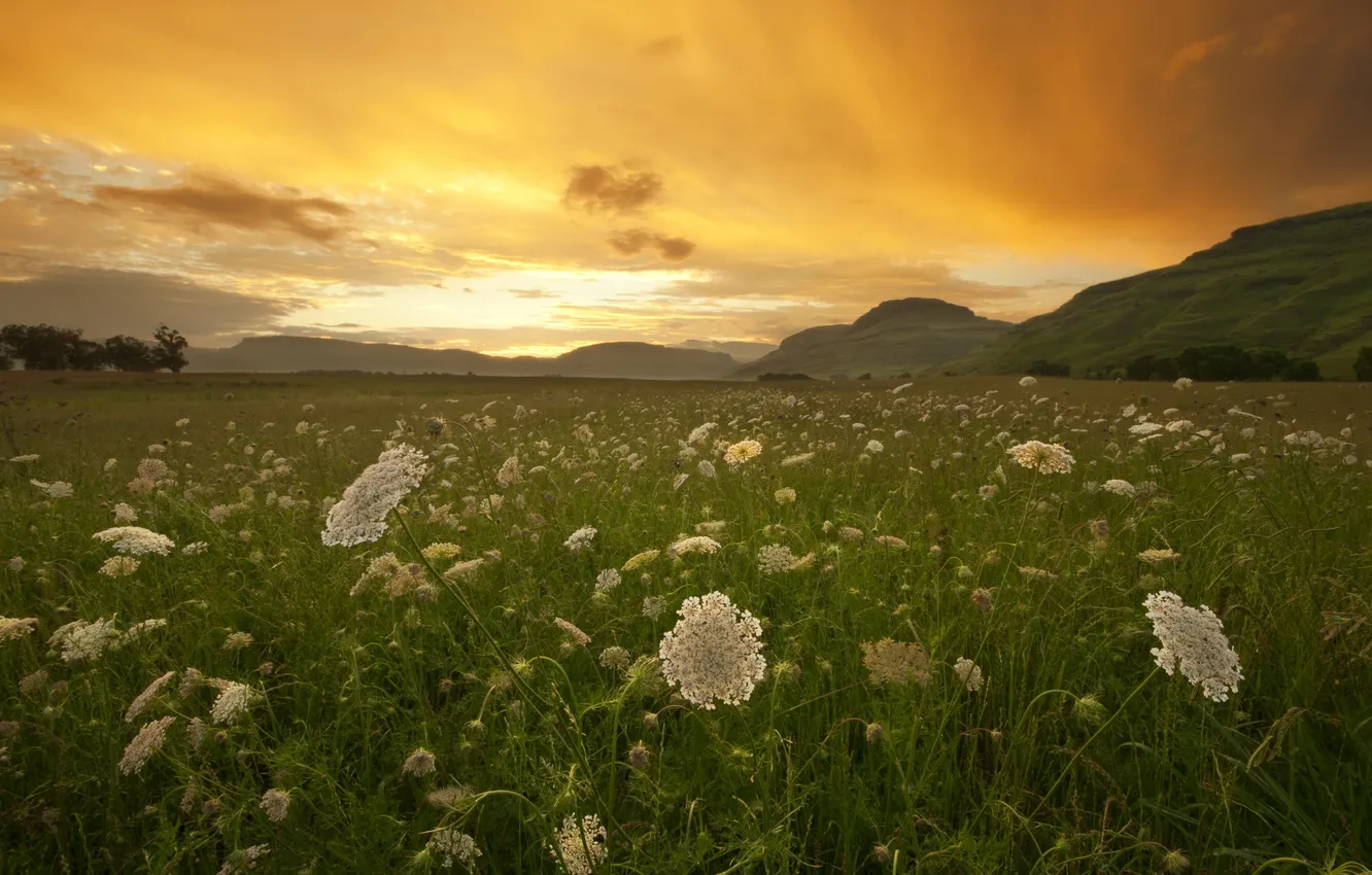 Фото обои поле, закат, травы