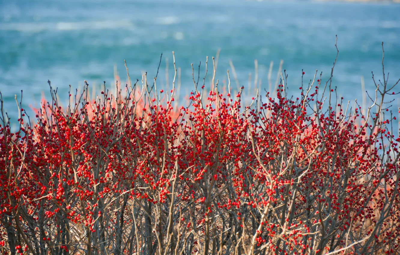 Фото обои sea, ocean, berries, branches, sunny