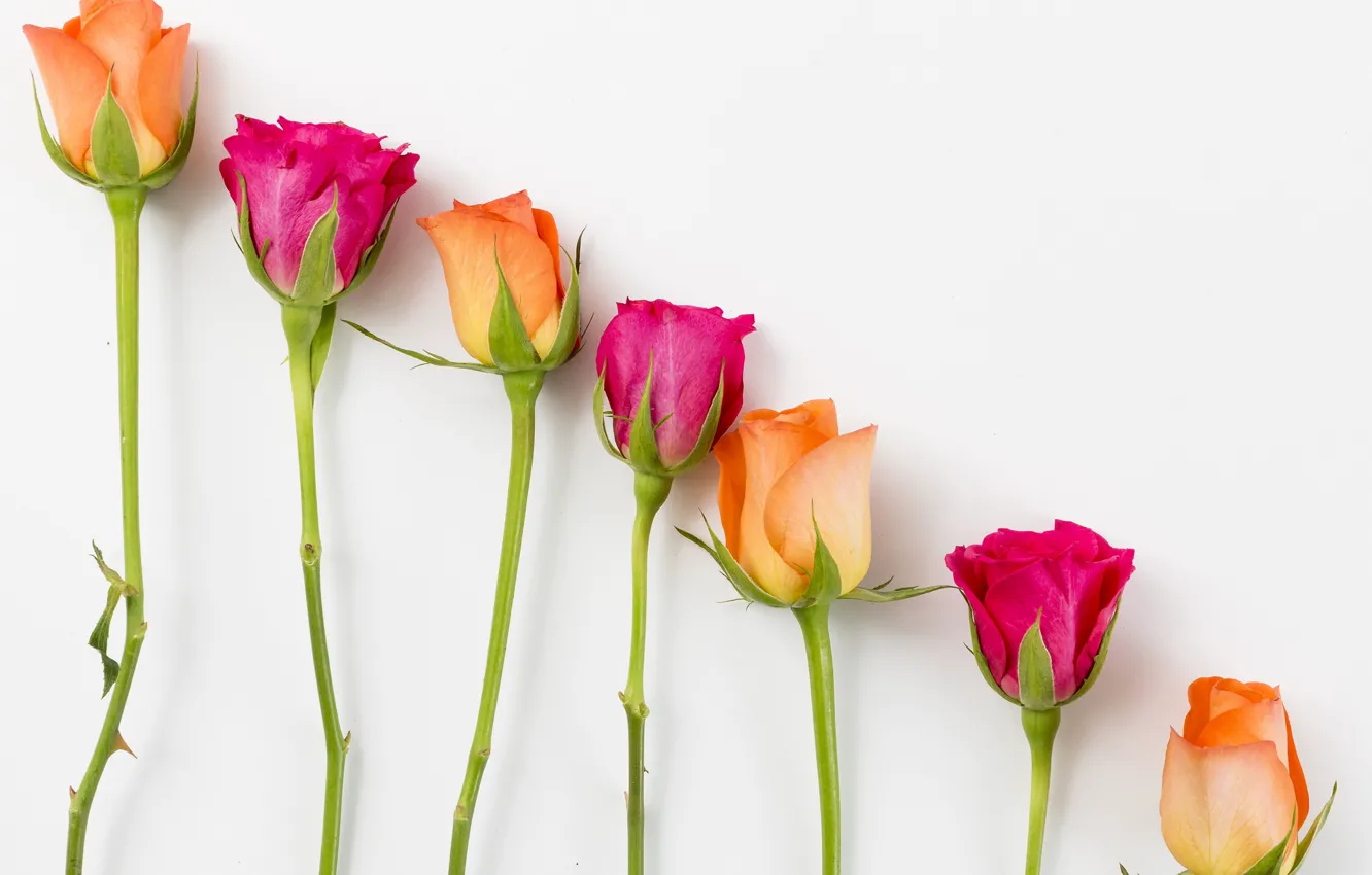 Фото обои цветы, розы, желтые, розовые, бутоны, yellow, pink, flowers