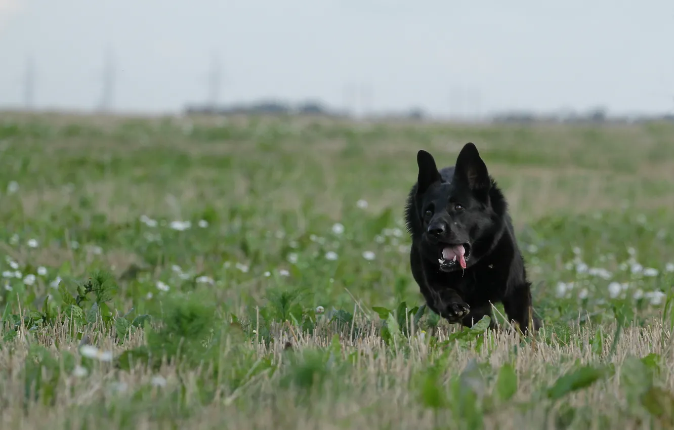 Фото обои движение, бег, немецкая овчарка, чёрная собака, чёрная овчарка