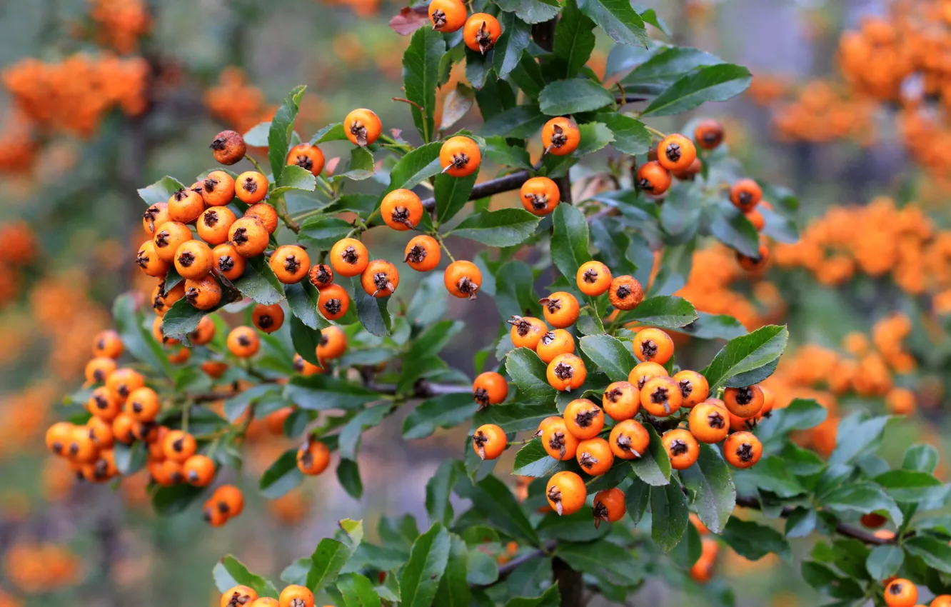 Фото обои nature, fruit, twig