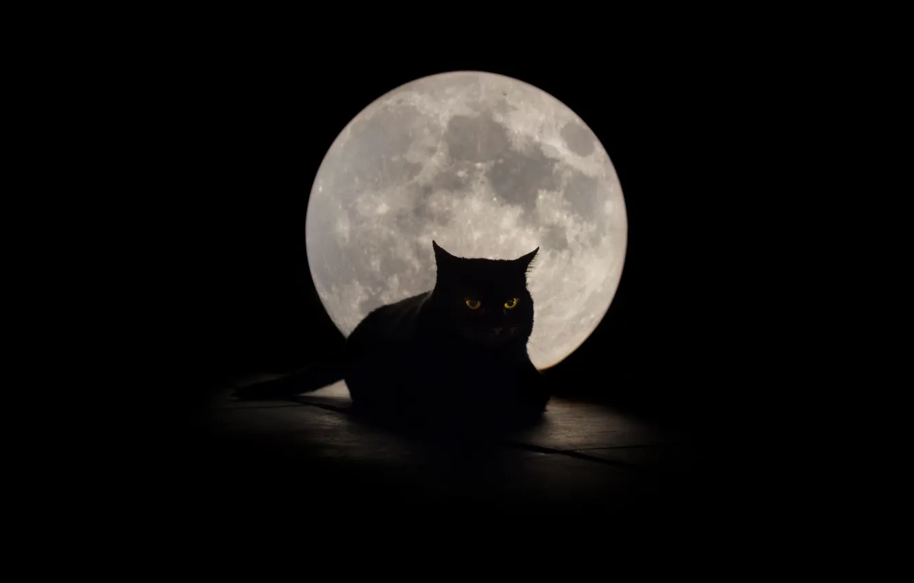 Фото обои кошка, глаза, фон, луна