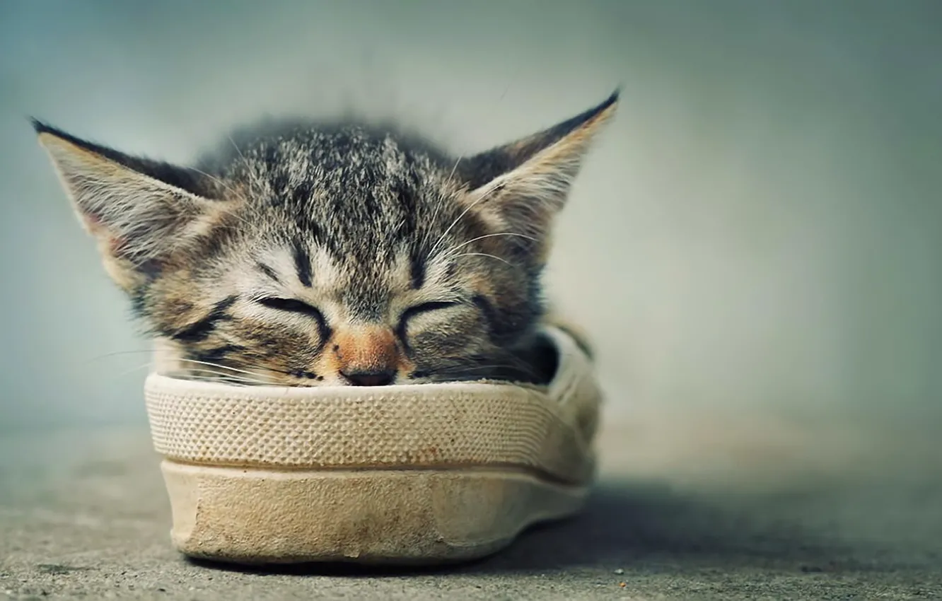 Фото обои котенок, отдых, обувь, спит, усики, ушки