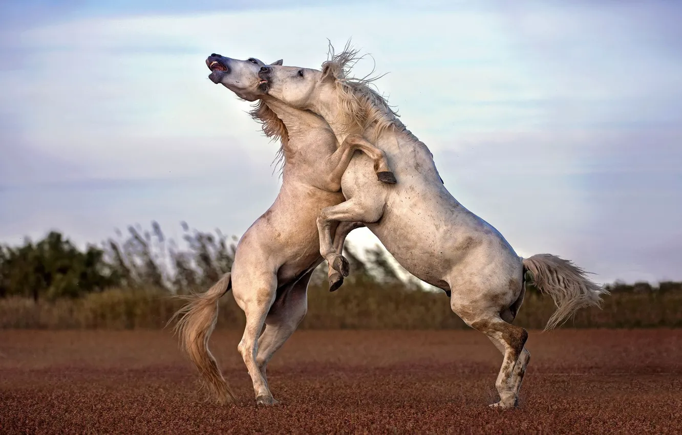 Фото обои игра, лошади, парнокопытное