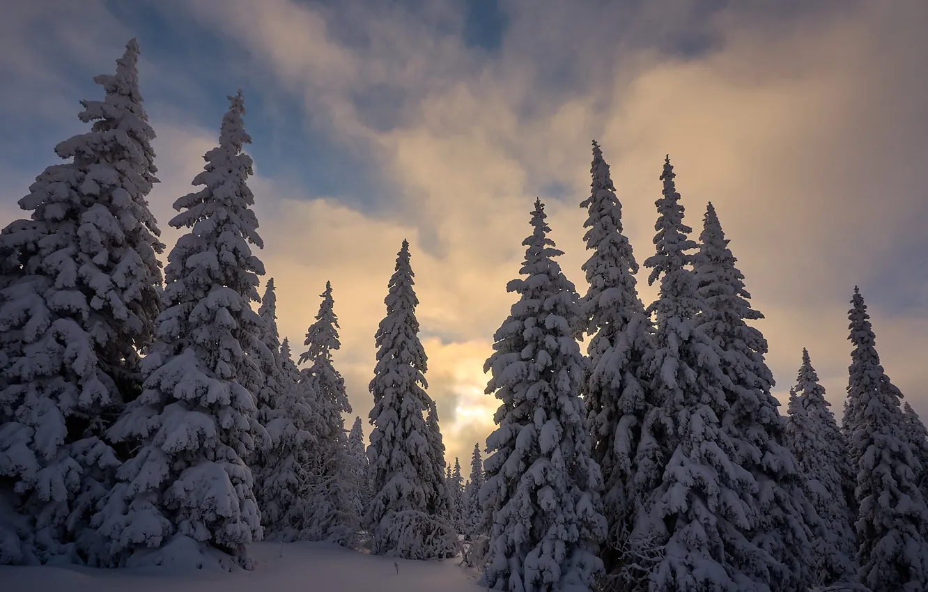Фото обои зима, снег, деревья, природа, ели, Башкортостан, Иремель, природный парк