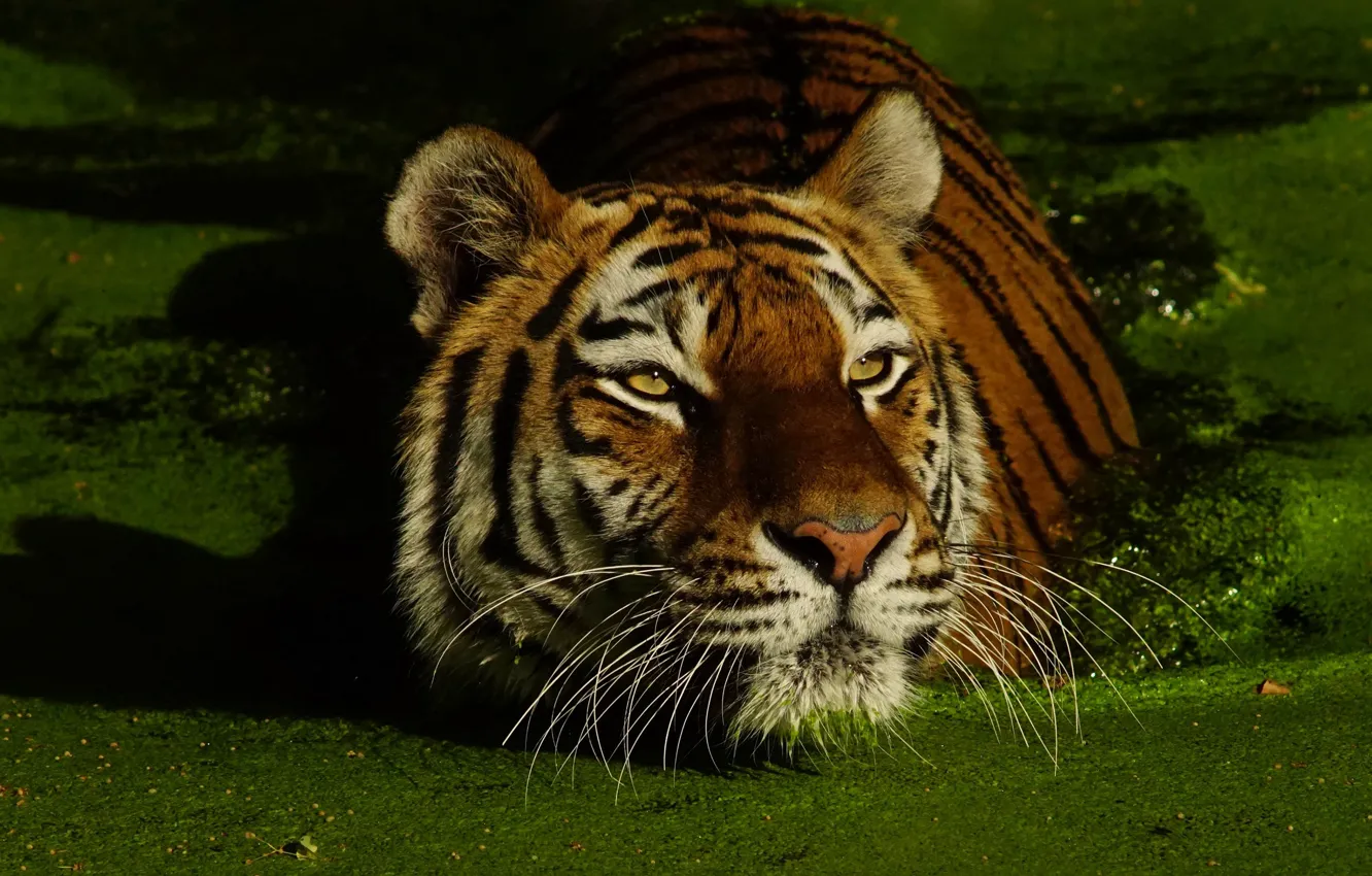Фото обои тигр, портрет, водоем, ряска