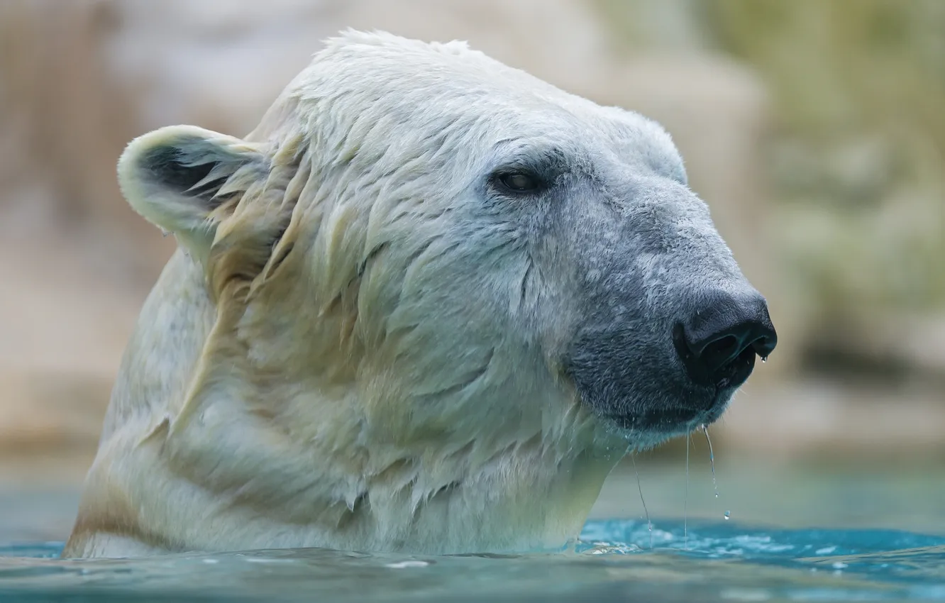 Фото обои морда, мокрый, купание, белый медведь, полярный