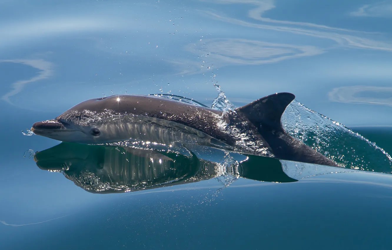 Фото обои море, вода, брызги, дельфин, млекопитающее