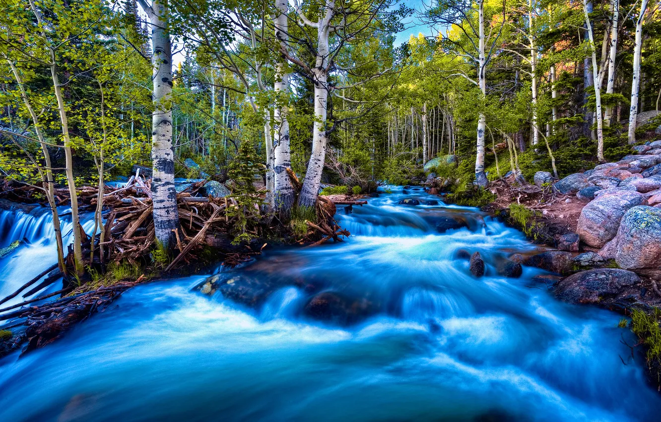 Фото обои лес, природа, река, поток, берёзки