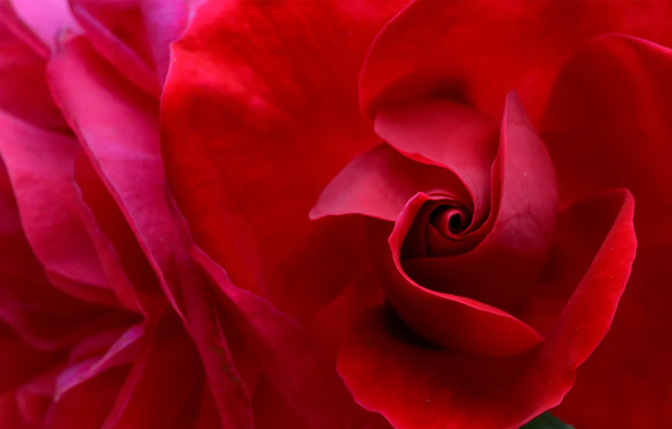Фото обои цветок, роза, лепестки, красная, алая