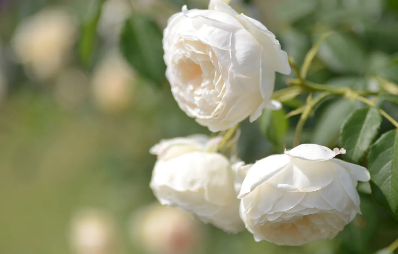 Фото обои макро, розы, бутоны, белые розы, боке