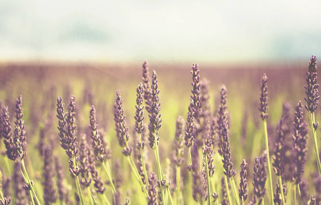 Фото обои поле, фиолетовый, цветы, фон, widescreen, обои, растение, wallpaper