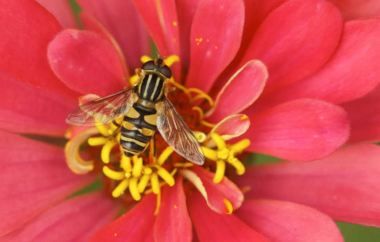 Фото обои макро, пчела, лепестки, тычинки, опыление, Цвыток