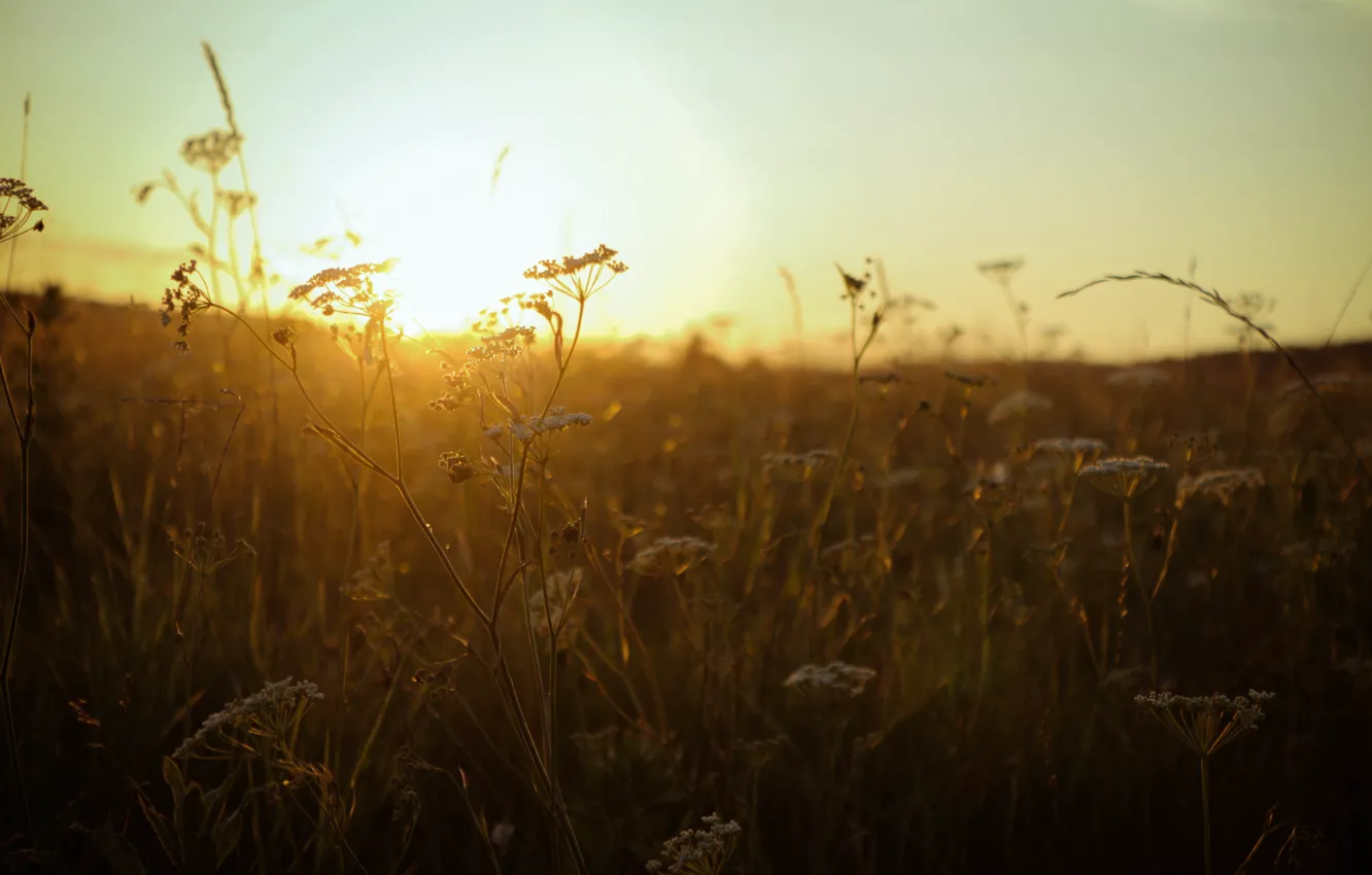 Фото обои поле, трава, солнце, закат, золотой