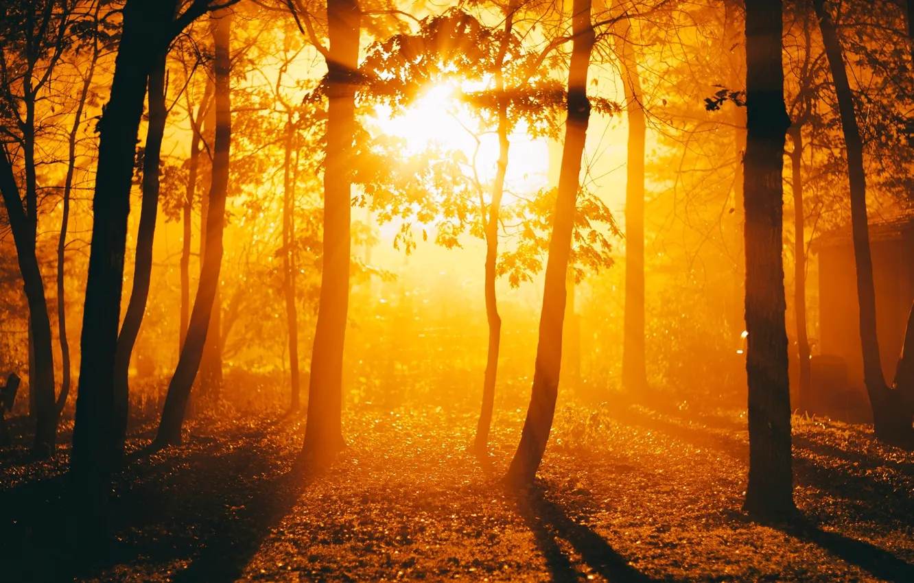 Фото обои листья, солнце, деревья, природа, фон, дерево, widescreen, обои