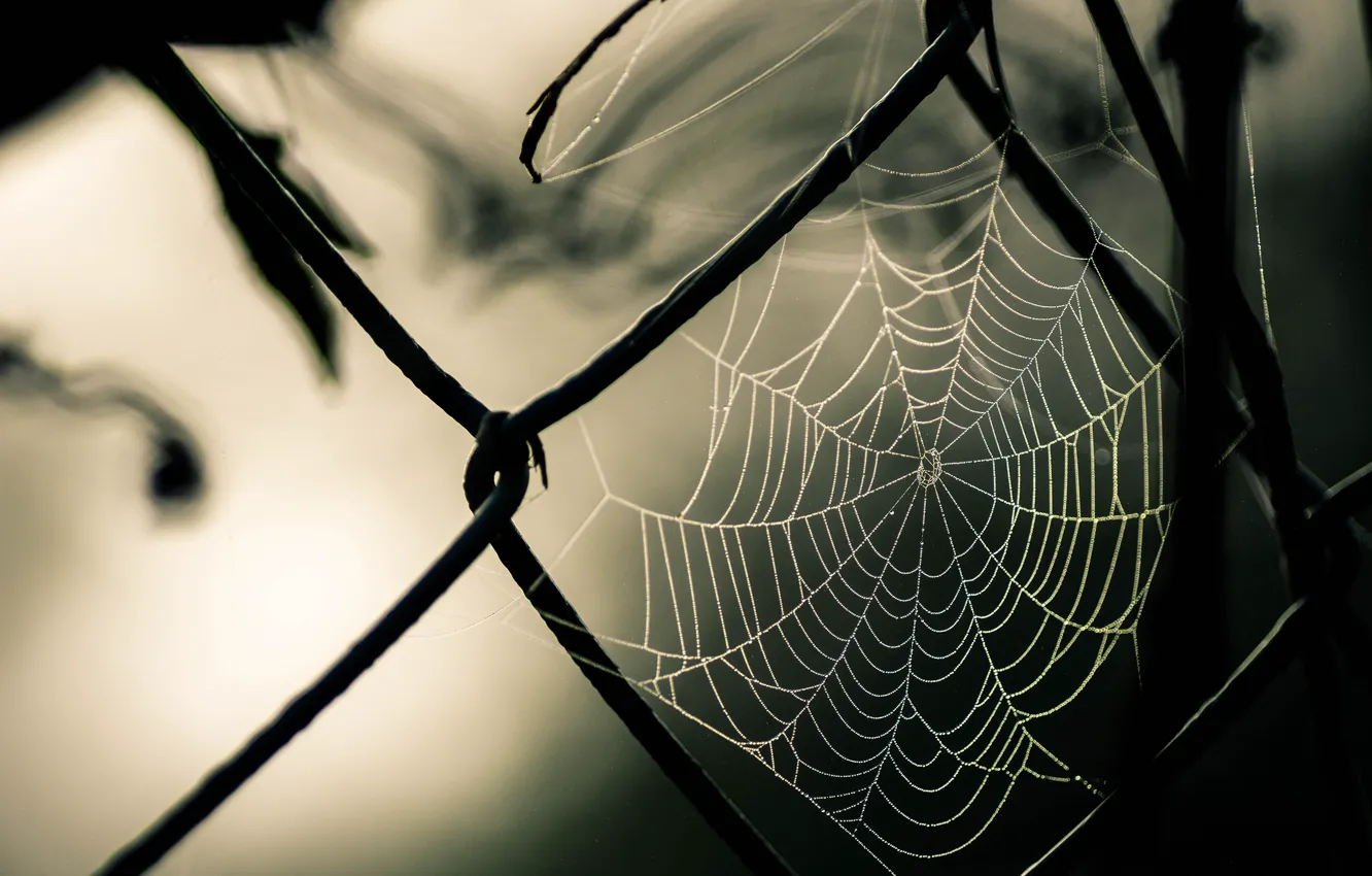 Фото обои photography, nature, macro, fence, Spider web