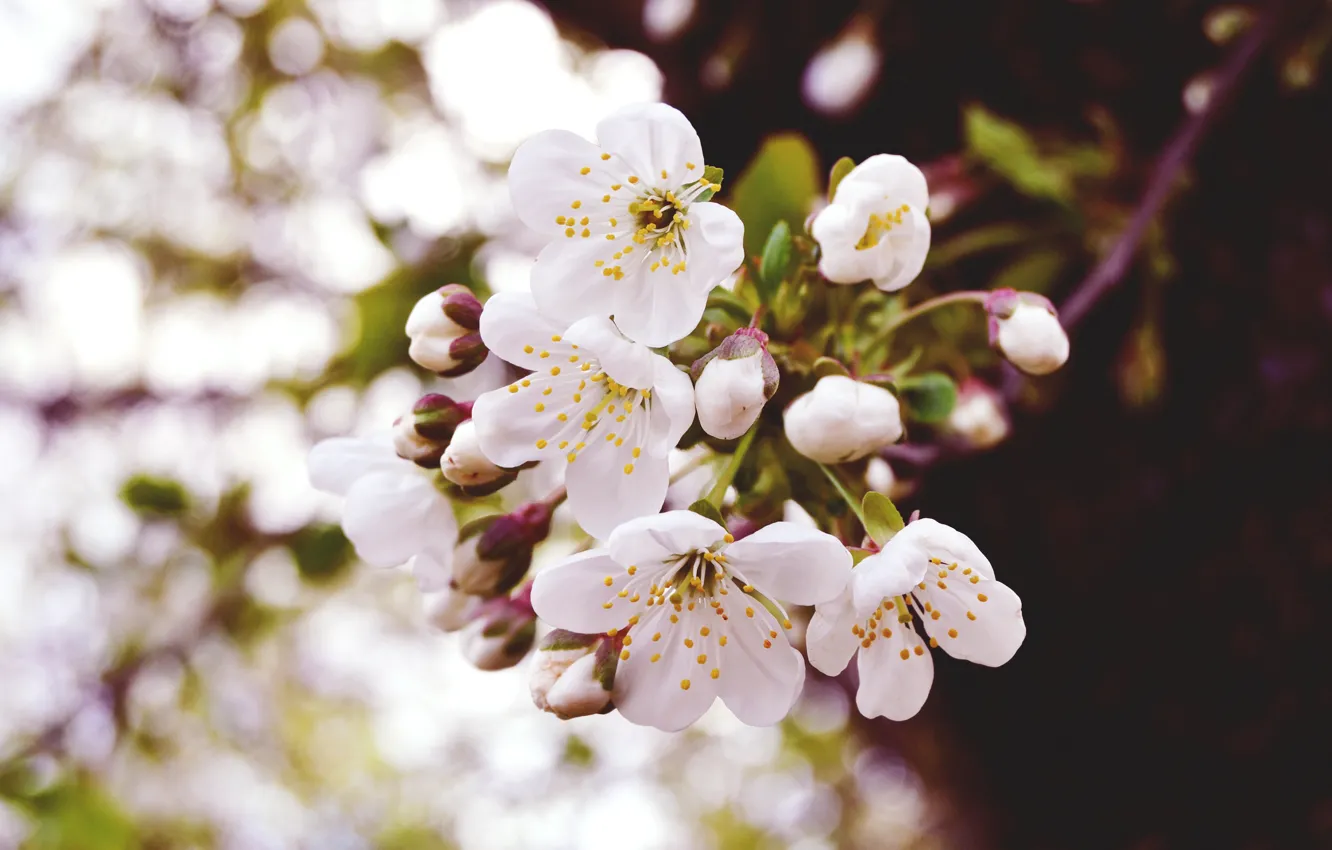 Фото обои макро, цветы, природа, вишня, весна, бутоны, ветвь, цветение