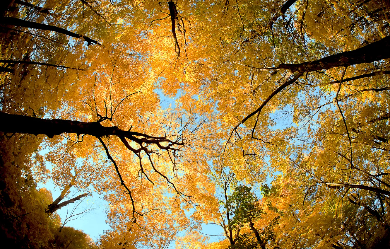 Фото обои осень, небо, листья, деревья, ствол, крона