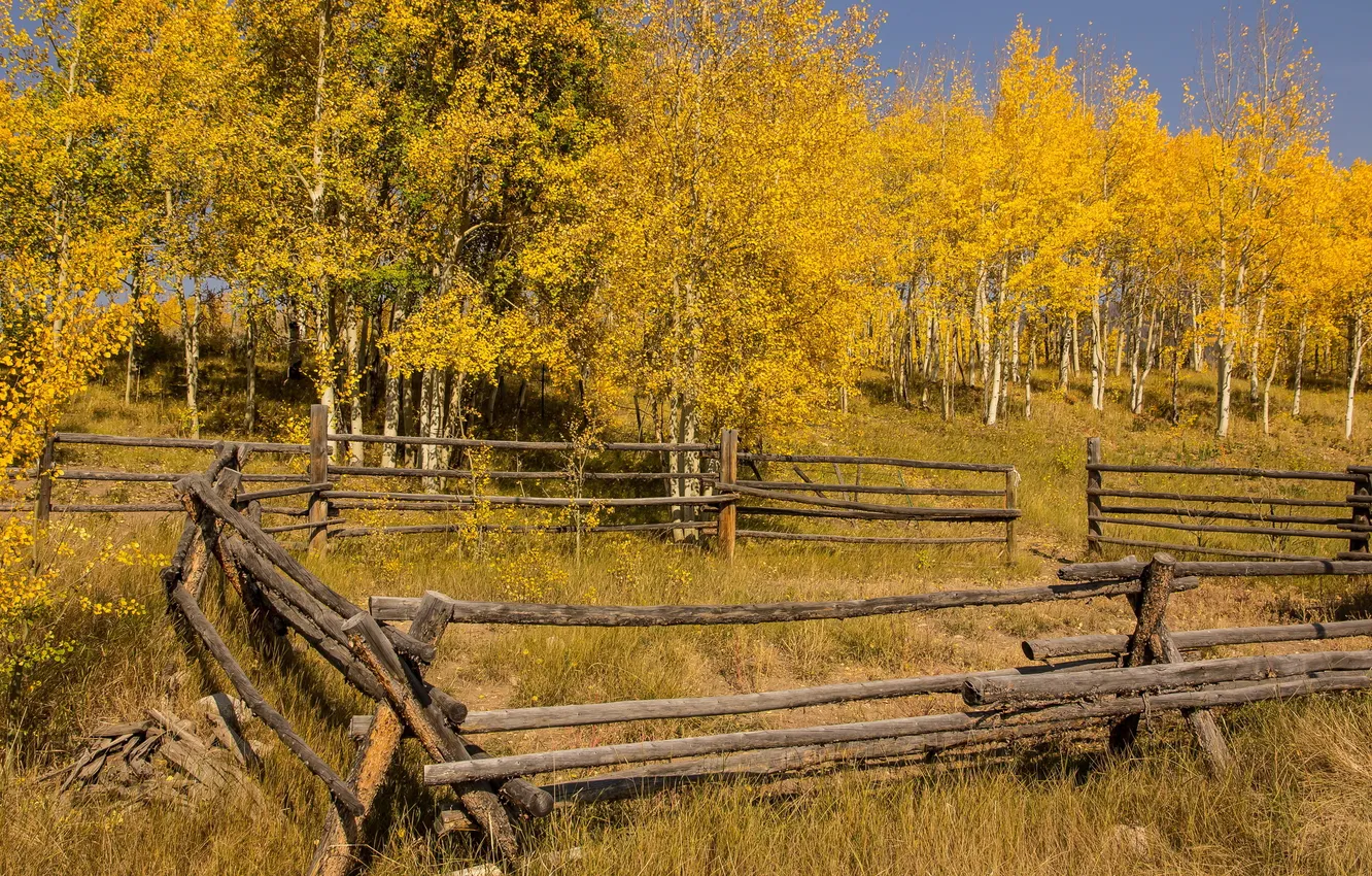 Фото обои осень, деревья, пейзаж, забор