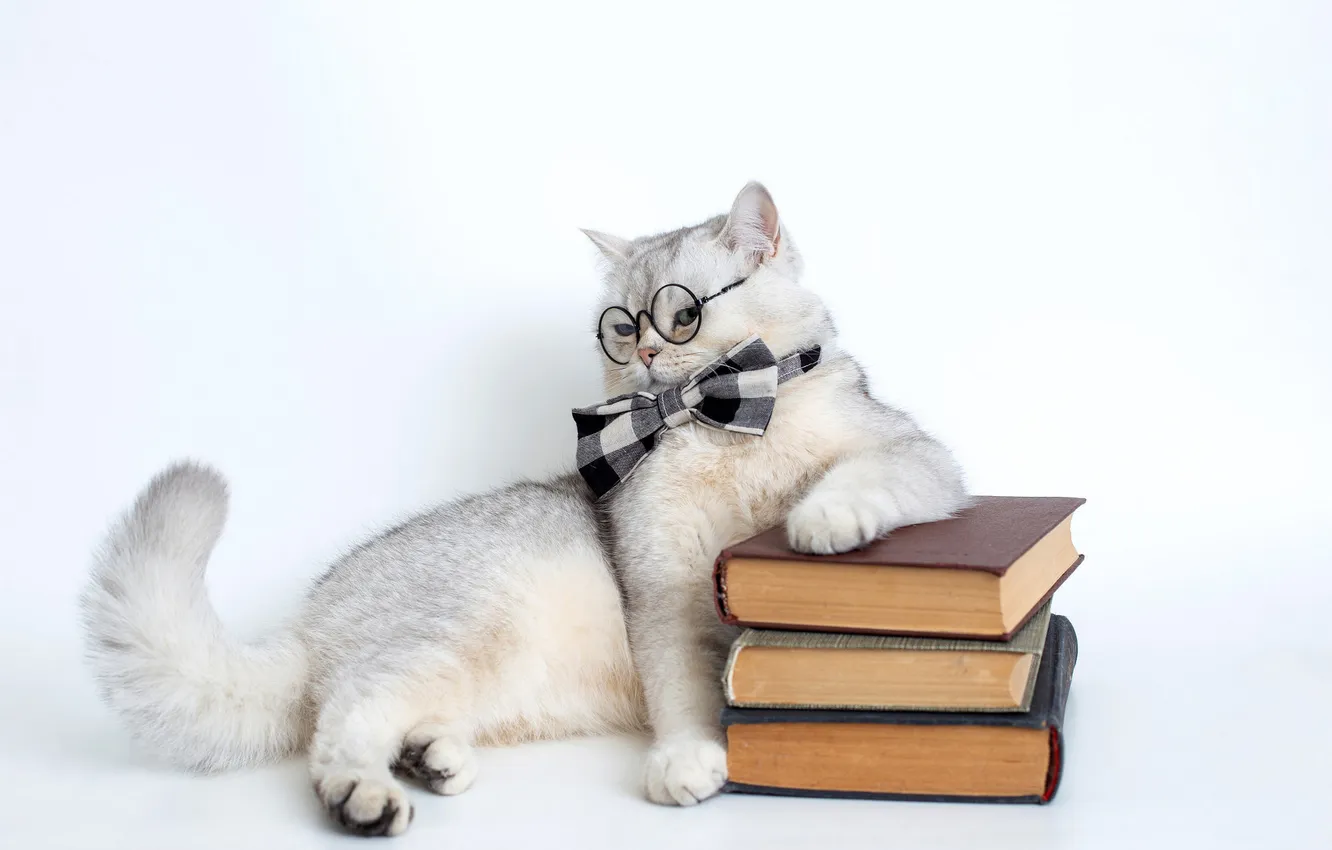 Фото обои кошка, белый, кот, взгляд, поза, книги, очки, белый фон