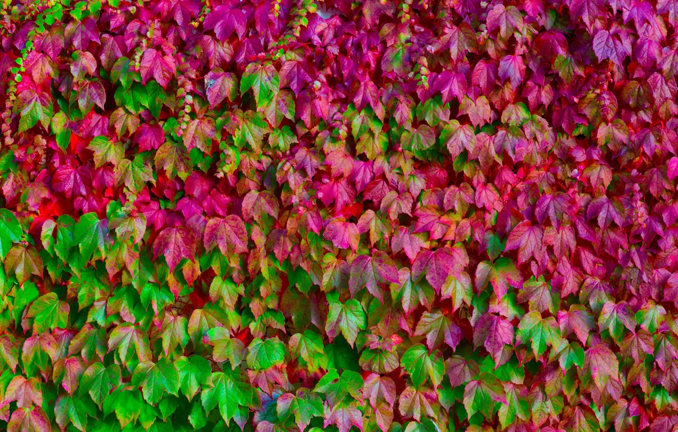 Фото обои листья, цвета, макро, зеленый, розовый, текстура, много