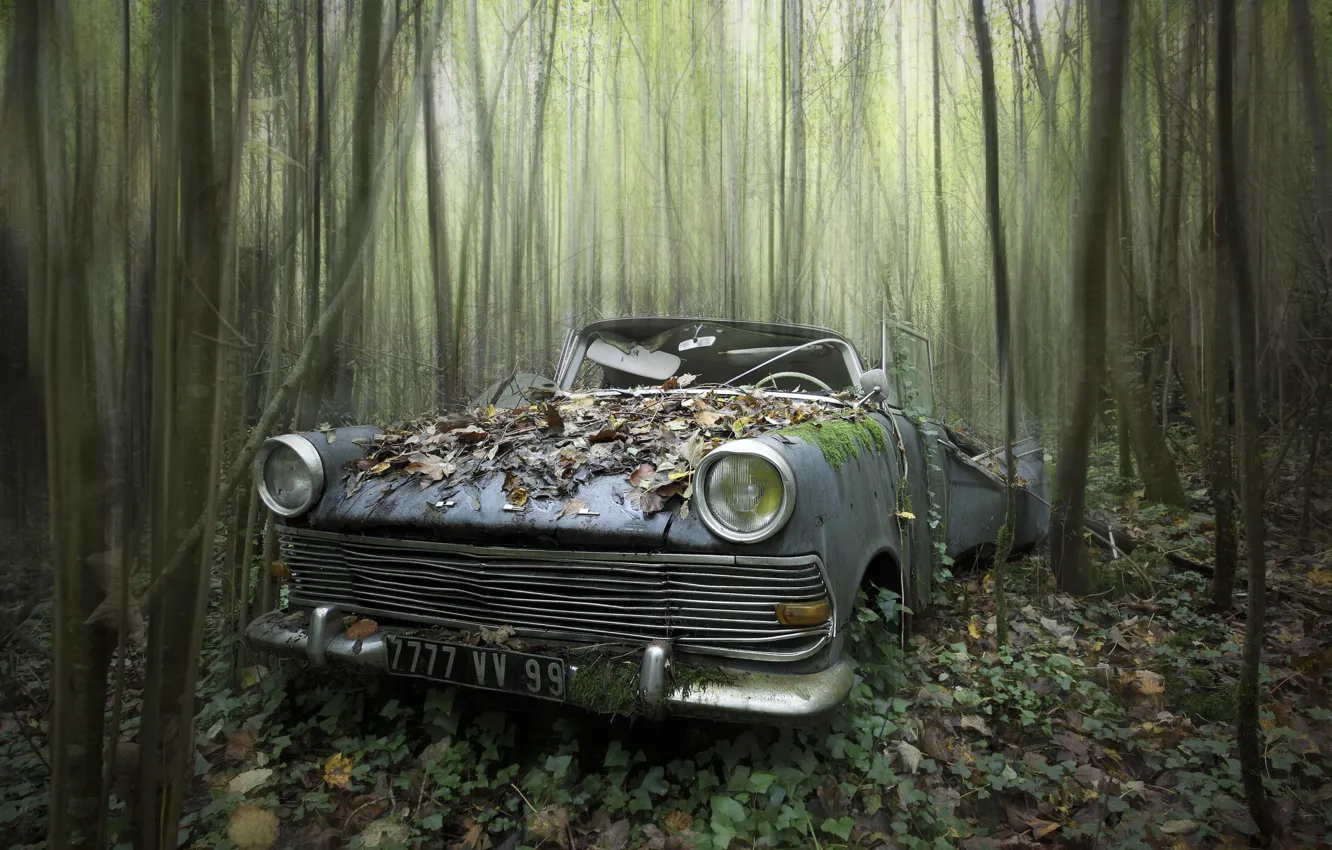 Фото обои машина, лес, лом
