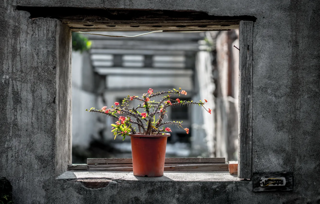Фото обои кактус, окно, горшок, натурализм