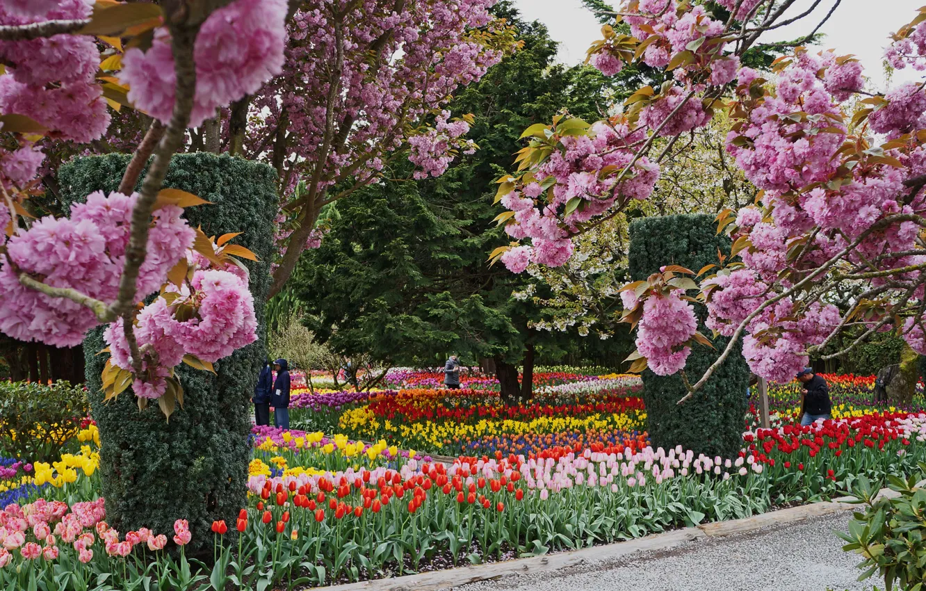Фото обои цветы, парк, Природа, colors, весна, nature, park, spring