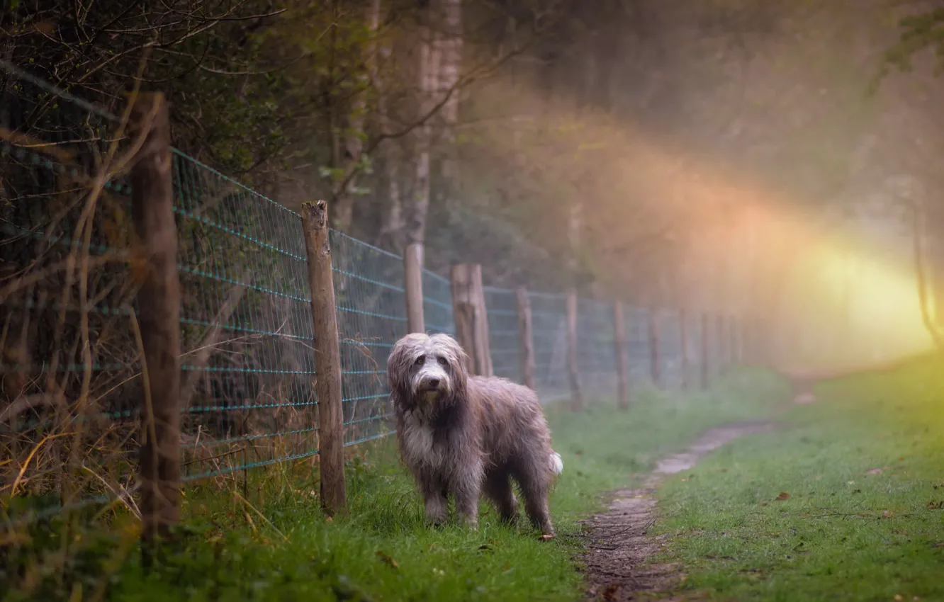Фото обои туман, собака, утро