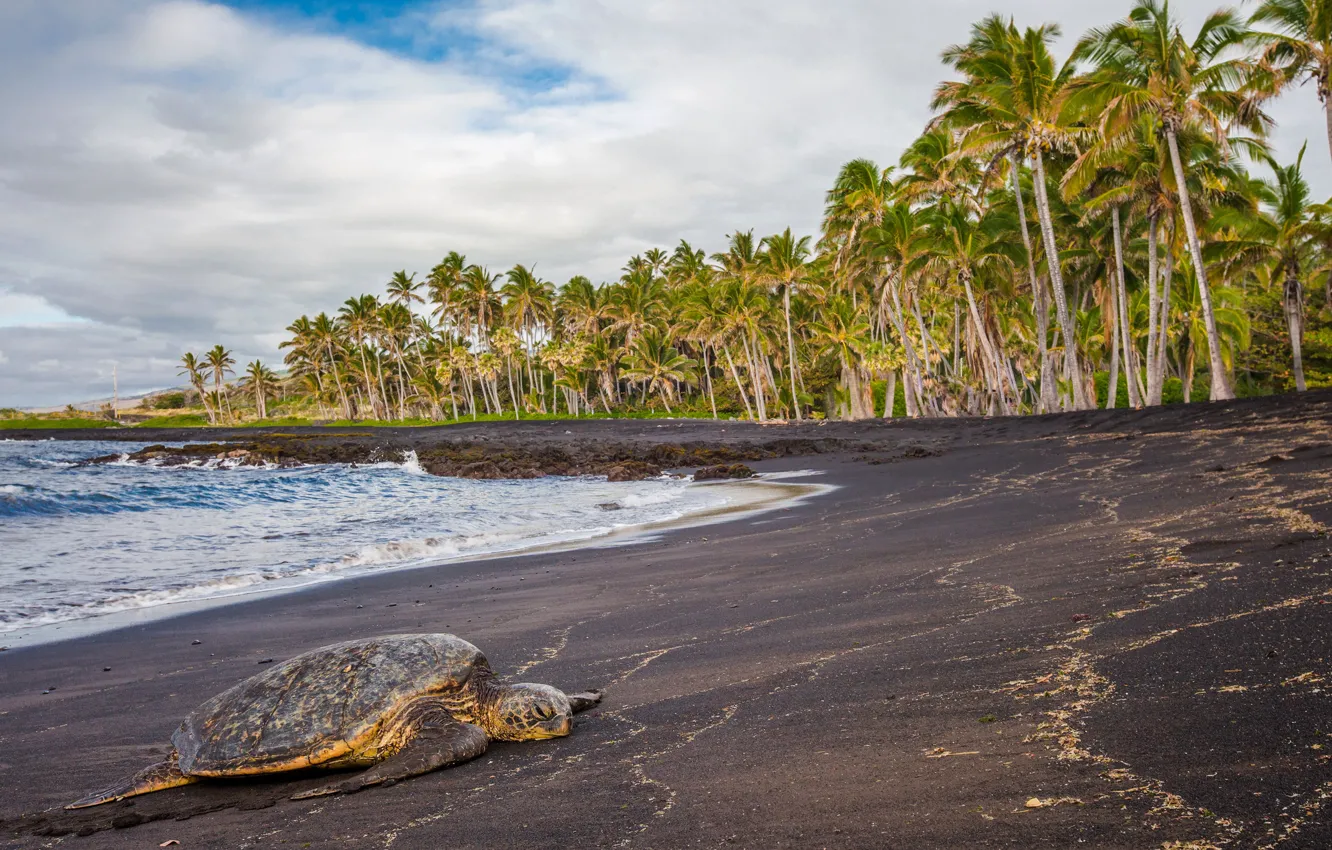 Фото обои море, тропики, пальмы, черепаха, Гавайи, лежит, США, на берегу