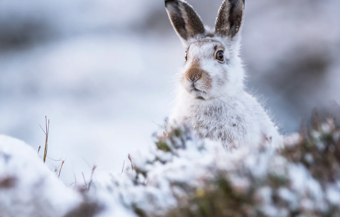 Фото обои зима, взгляд, заяц, мордочка, уши, боке