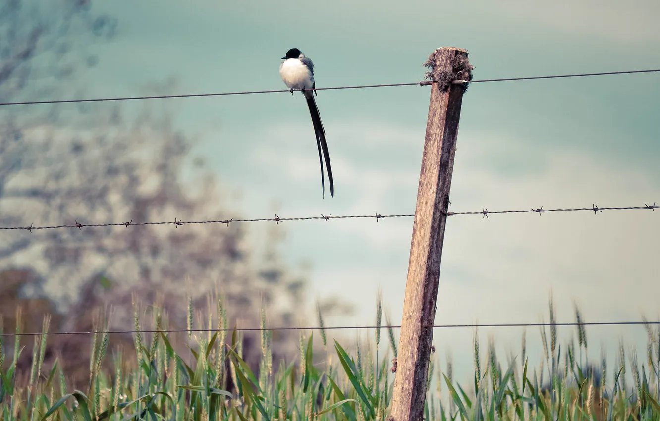 Фото обои природа, птица, забор