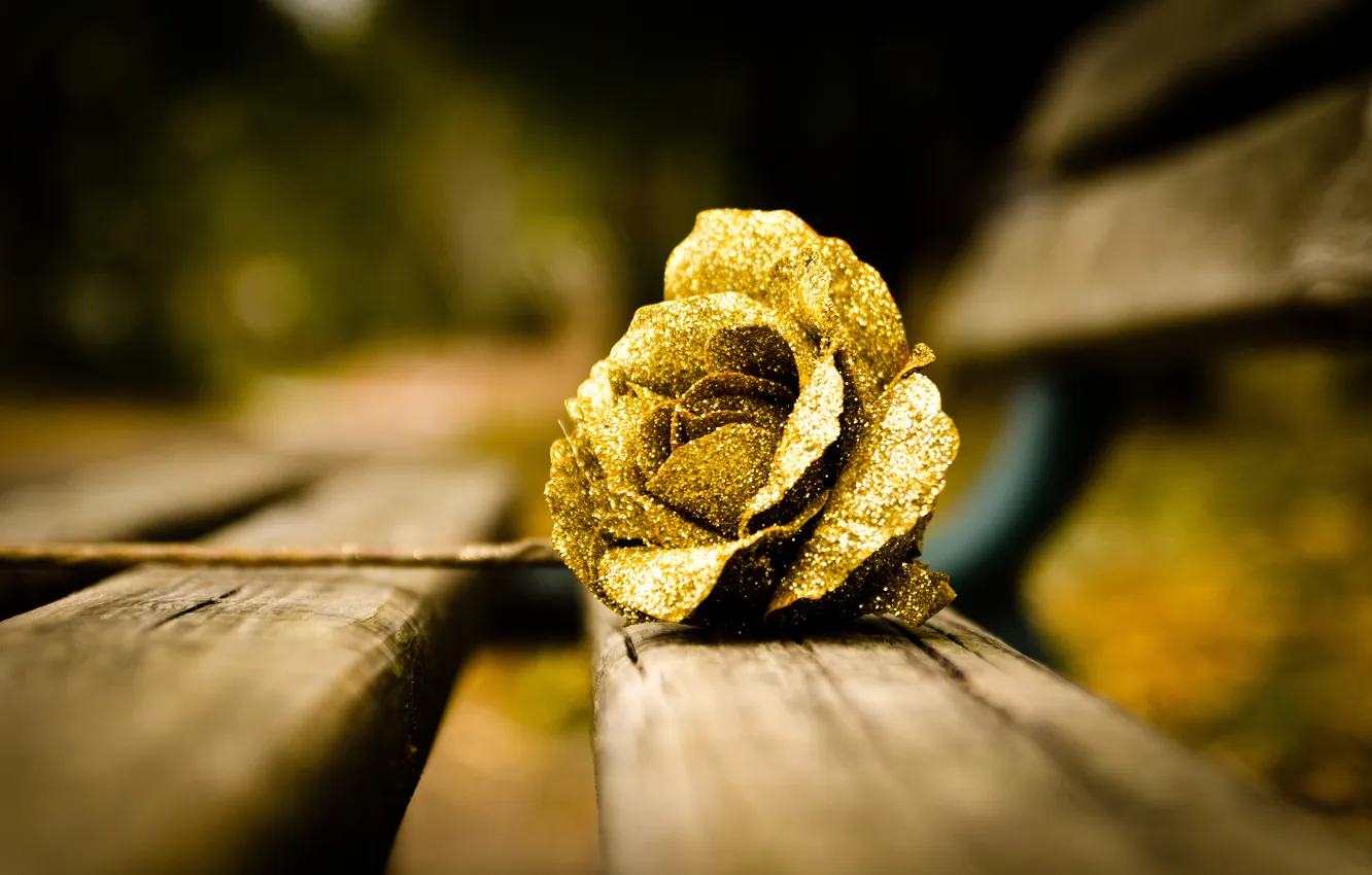 Фото обои цветок, роза, золотой
