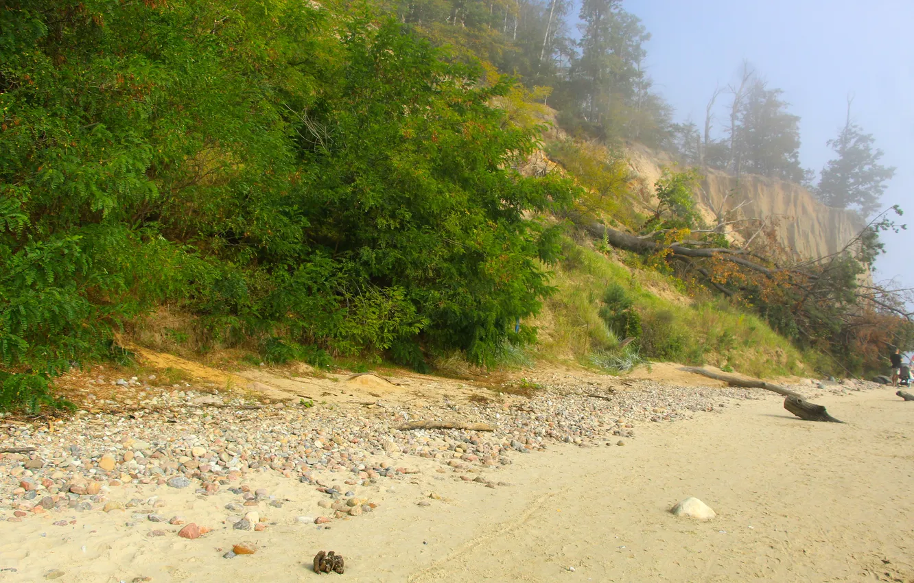 Фото обои forest, beach, trees, sand