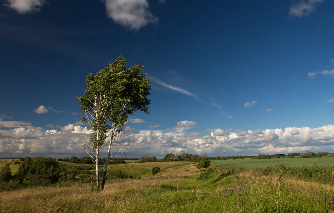 Фото обои небо, трава, облака, деревья, природа, луг, просторы, Орёл