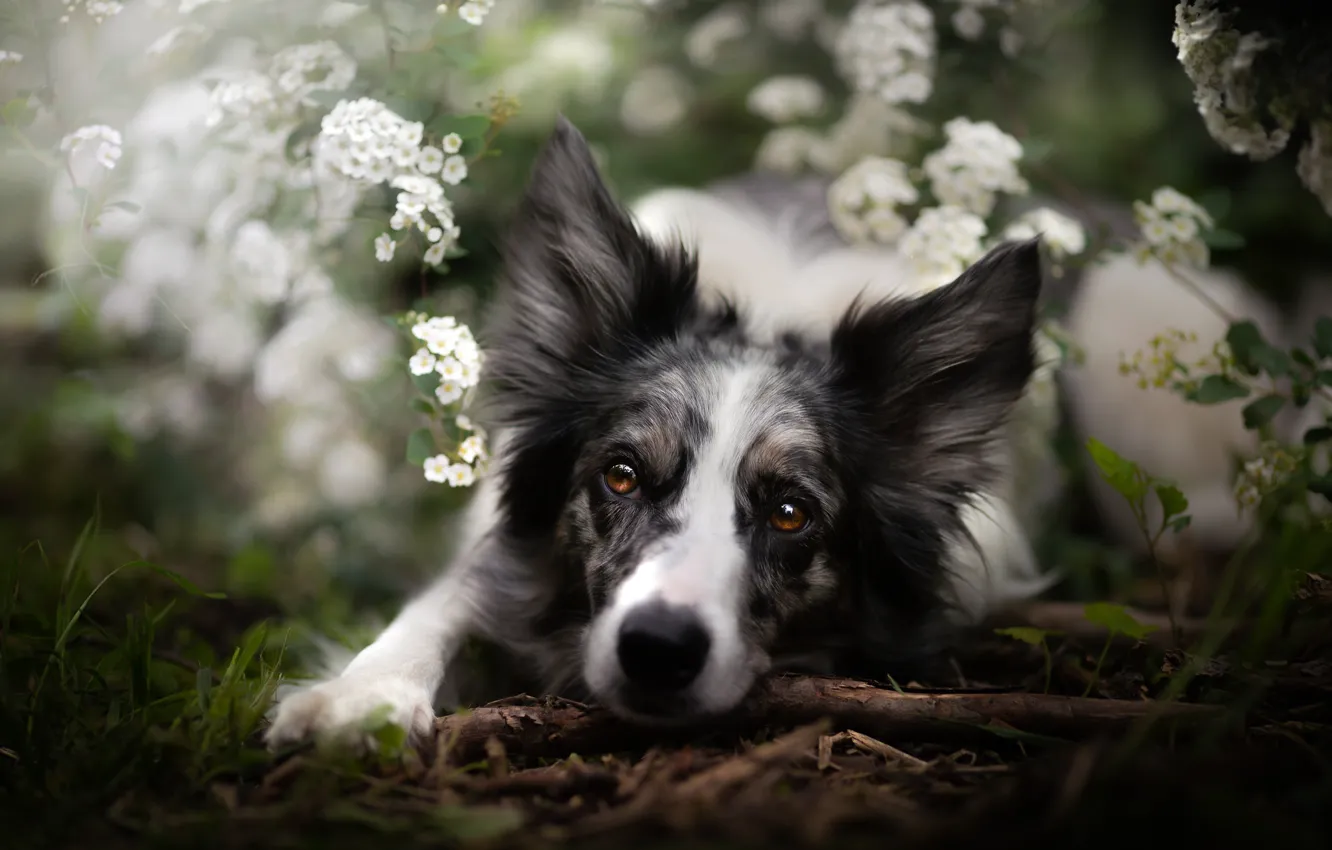 Фото обои взгляд, морда, цветы, собака, Бордер-колли